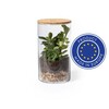 szklane-terrarium-nasiona-kaktusa-2