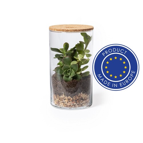 szklane-terrarium-nasiona-kaktusa